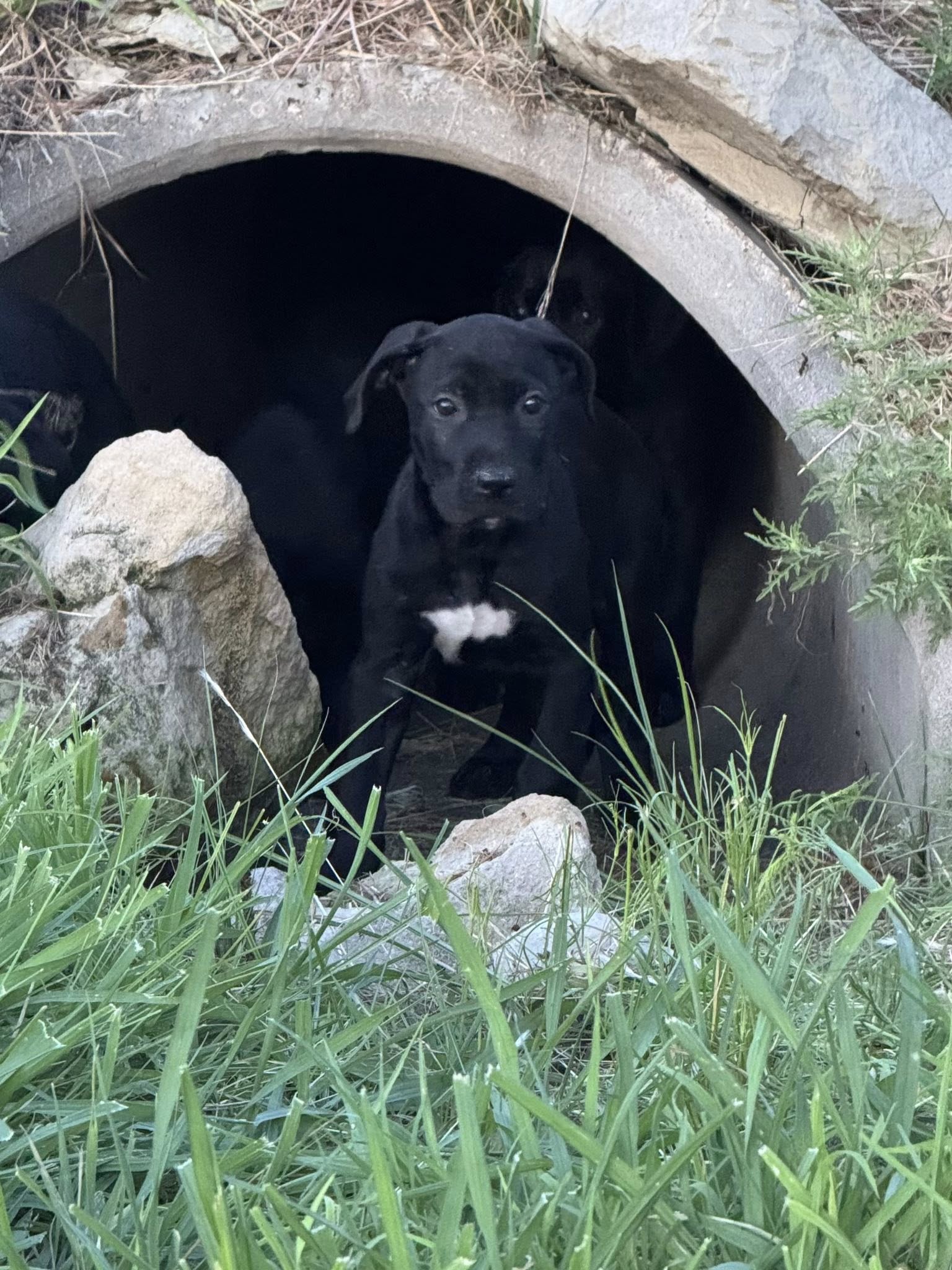 dogs in drain