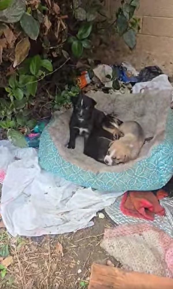 dogs on construction site