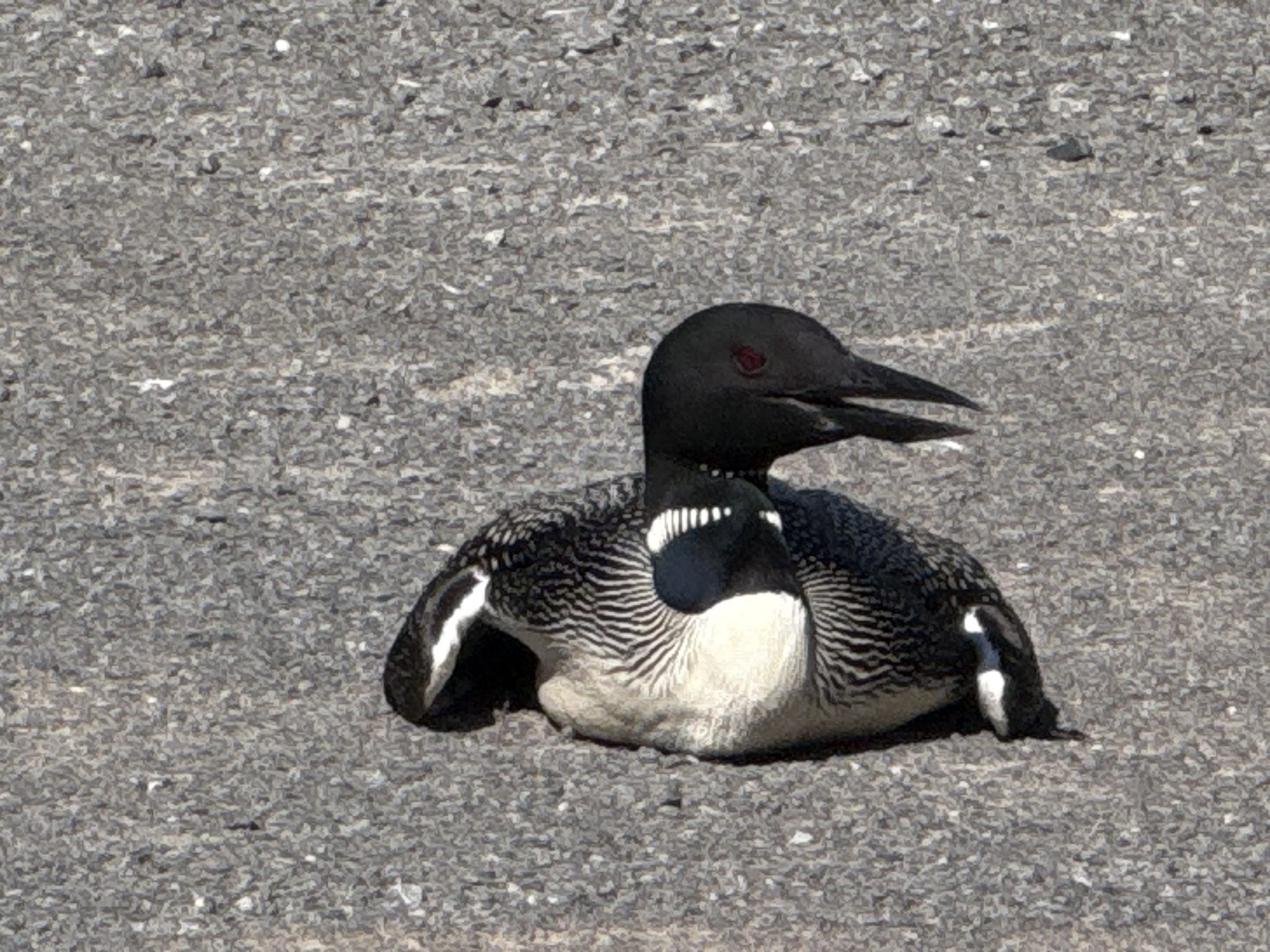 duck sitting on ground