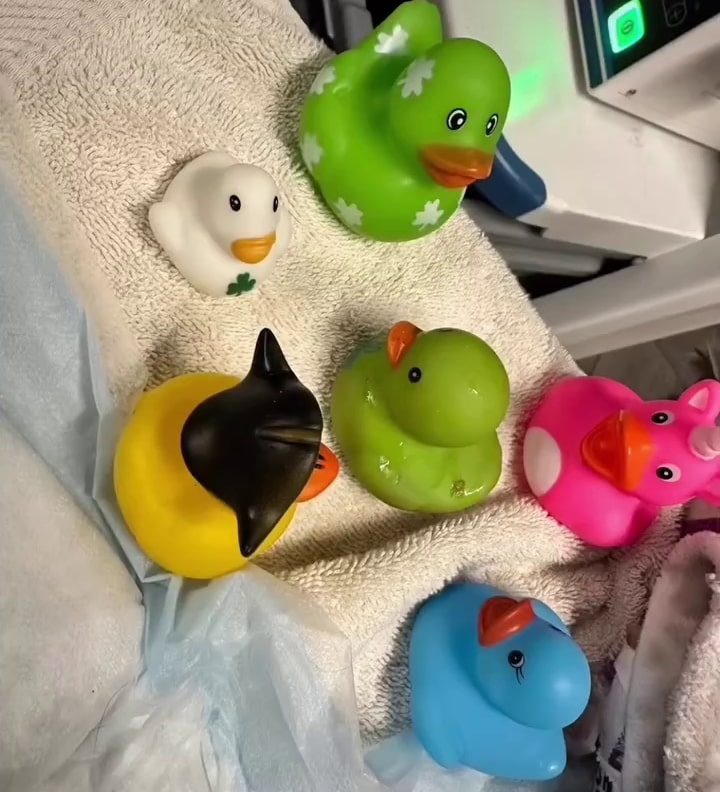 duck toys