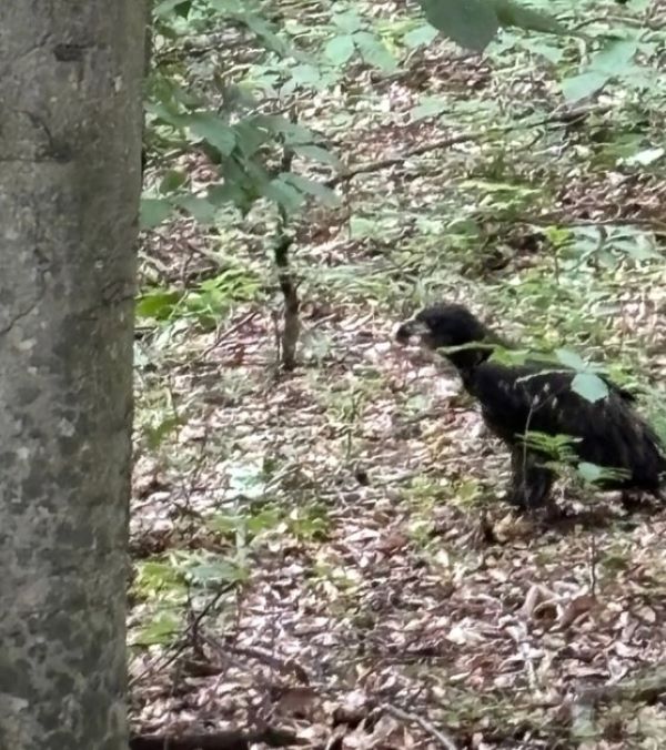 eagle in forest
