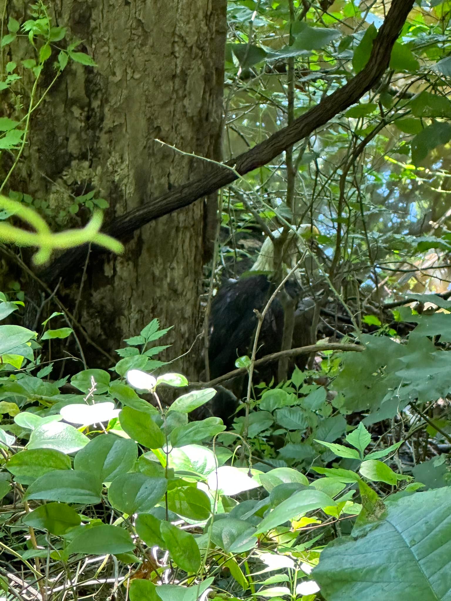 eagle in forest