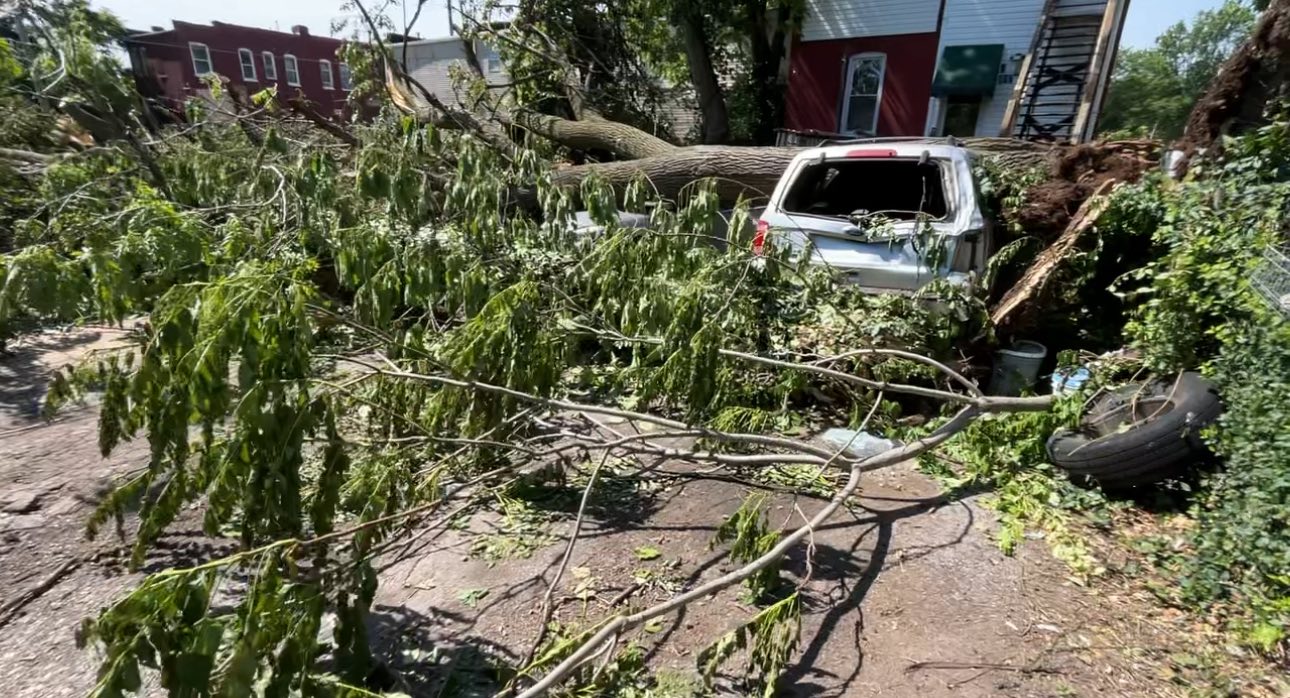 fallen branches in front of the house