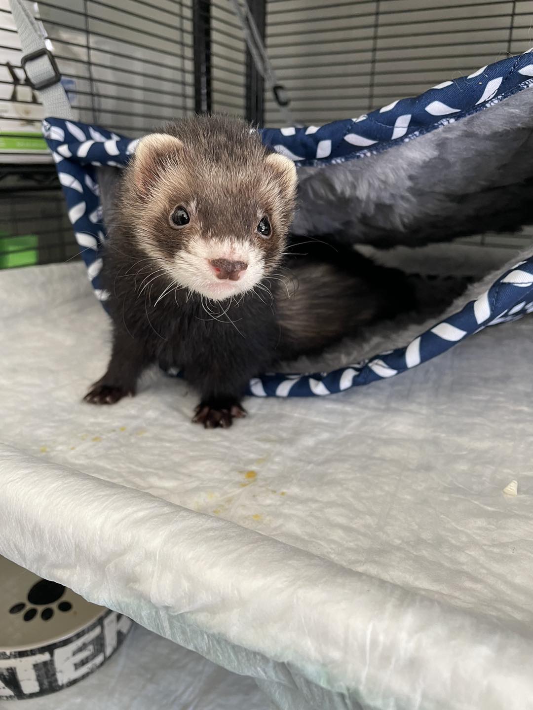ferret with black eyes