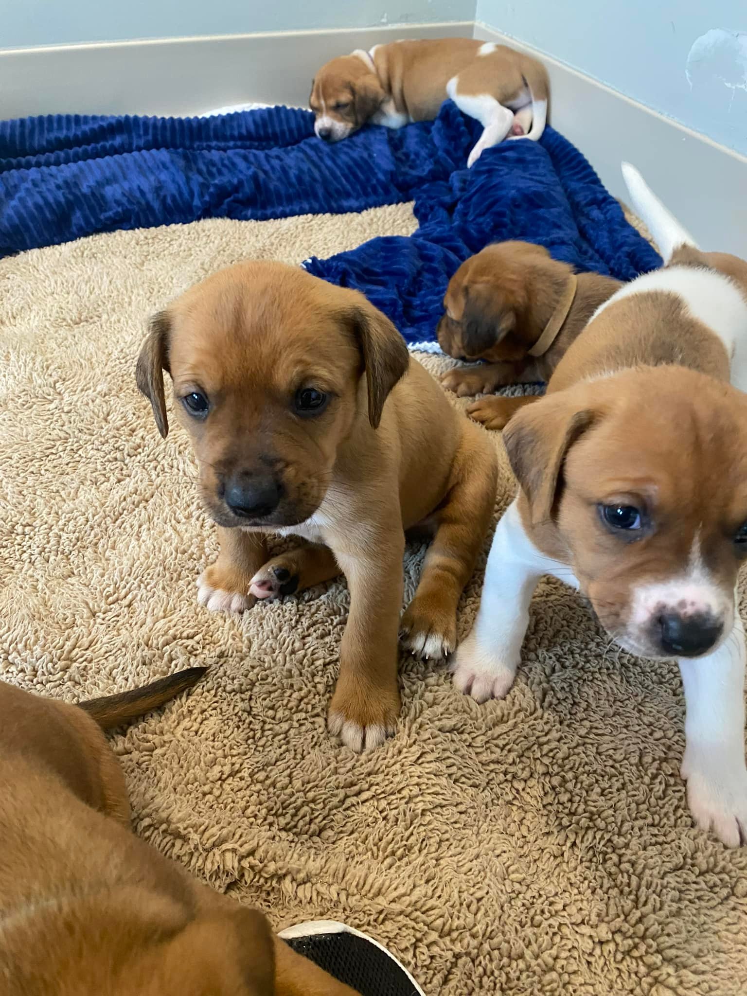 five cute brown puppies