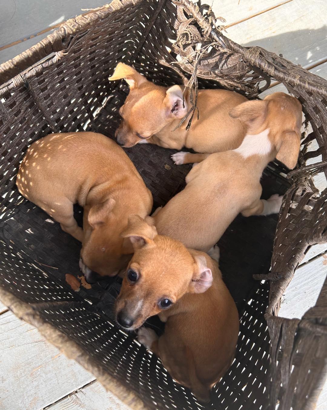 four brown puppies in a box