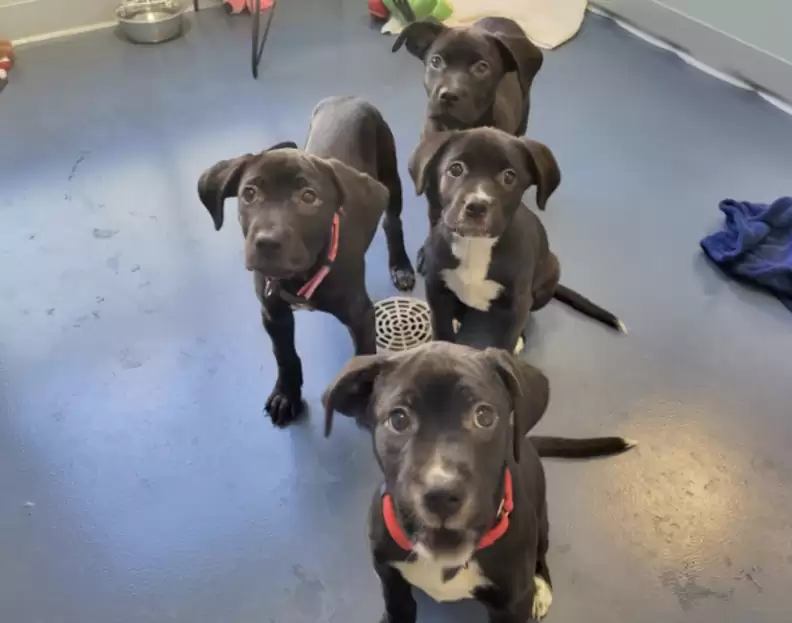 four cute black puppies