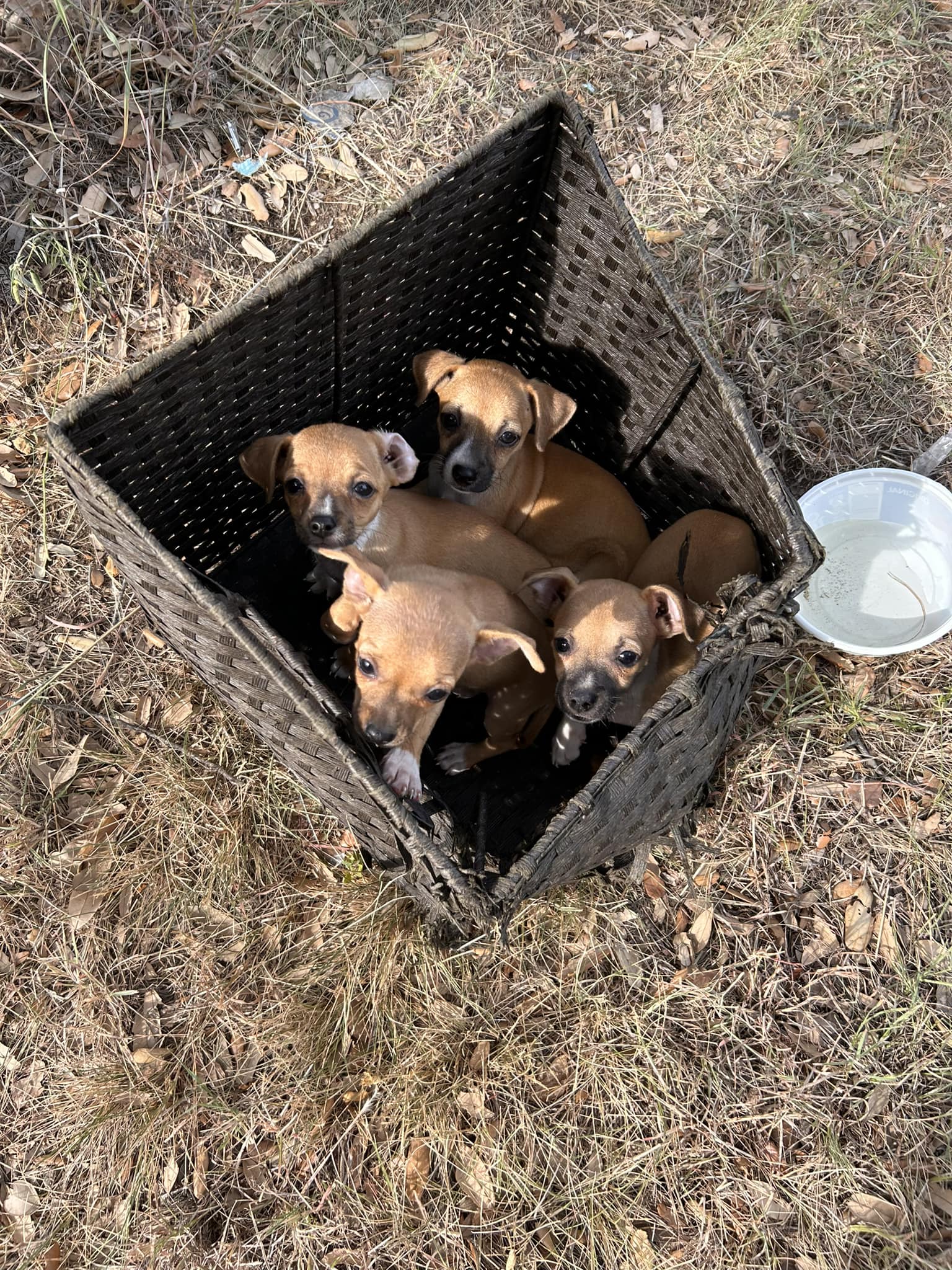 four little dogs in a wicker box