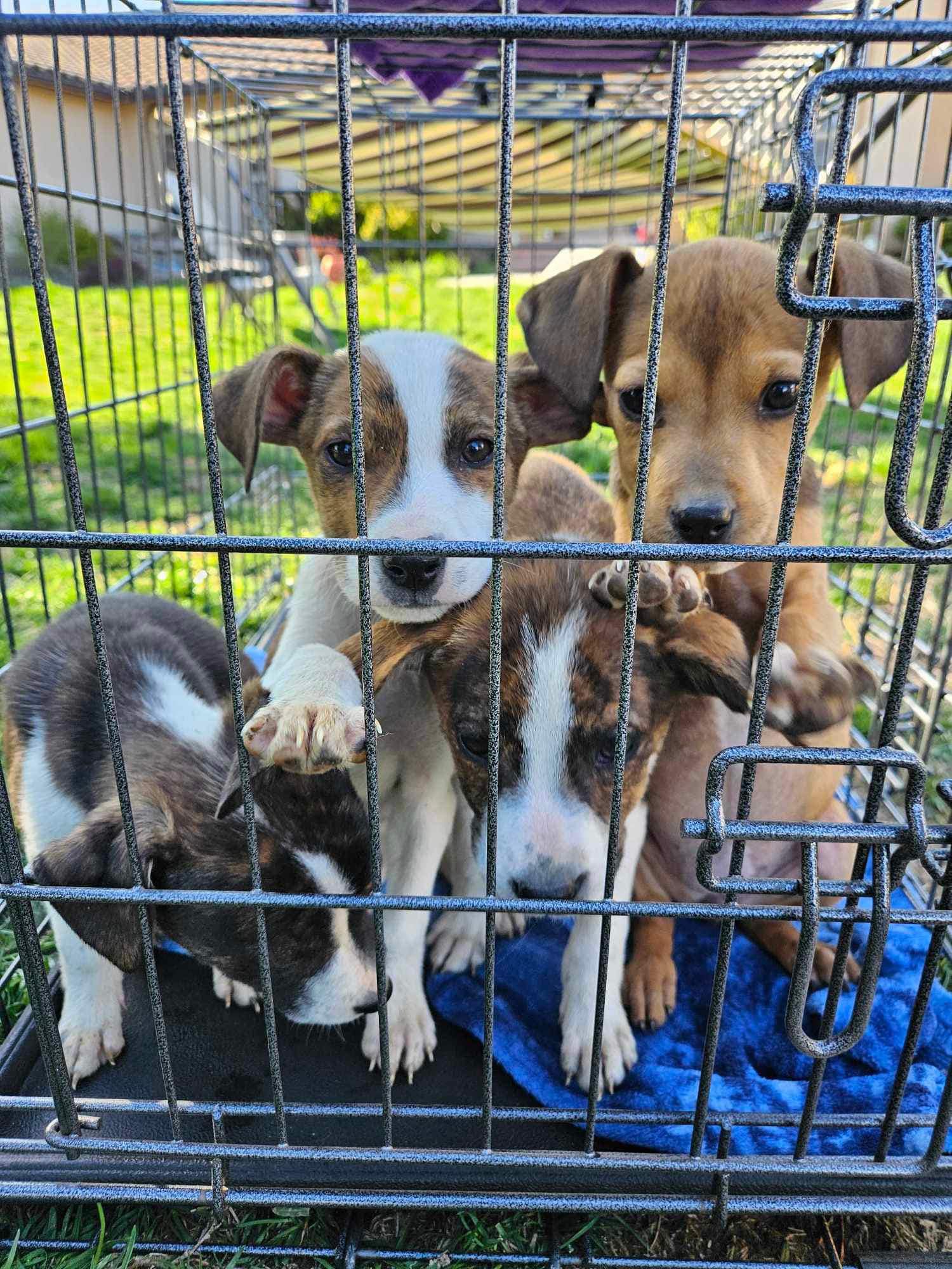four puppies in a cage on the grass