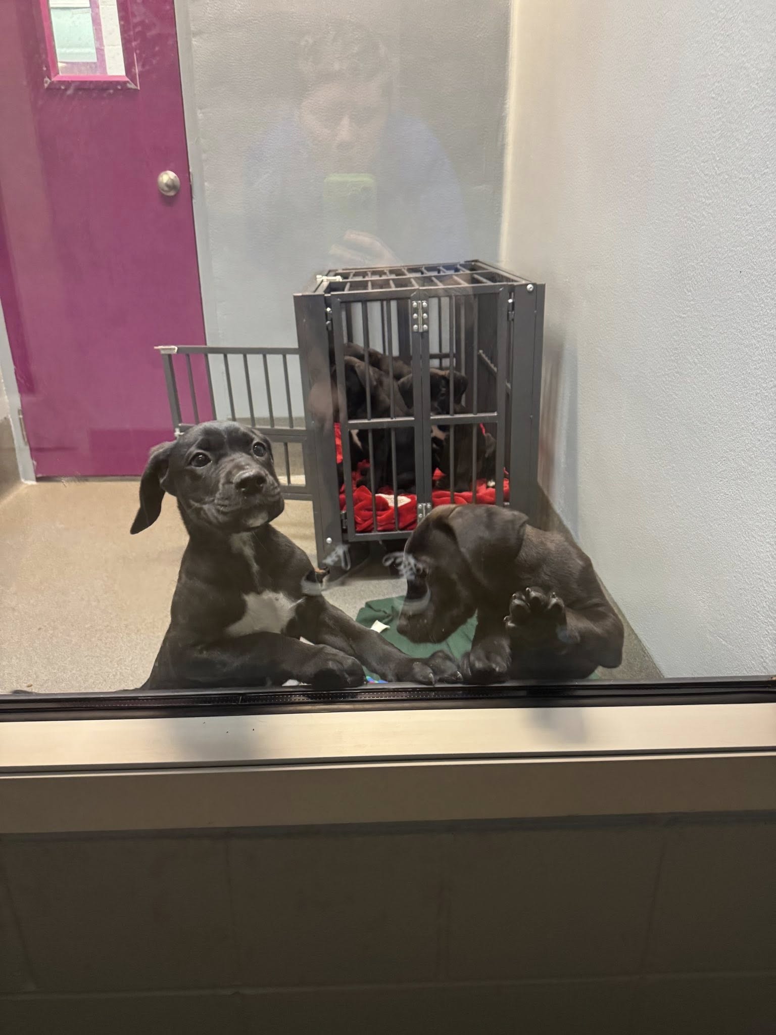 four puppies in cell