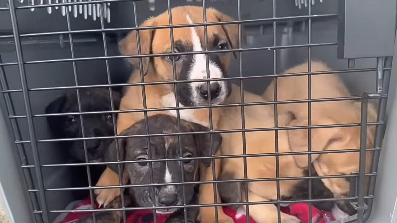 four puppies in crate