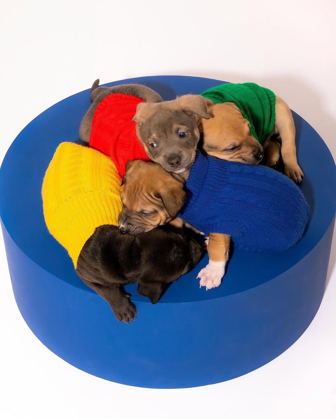 four puppies laying down