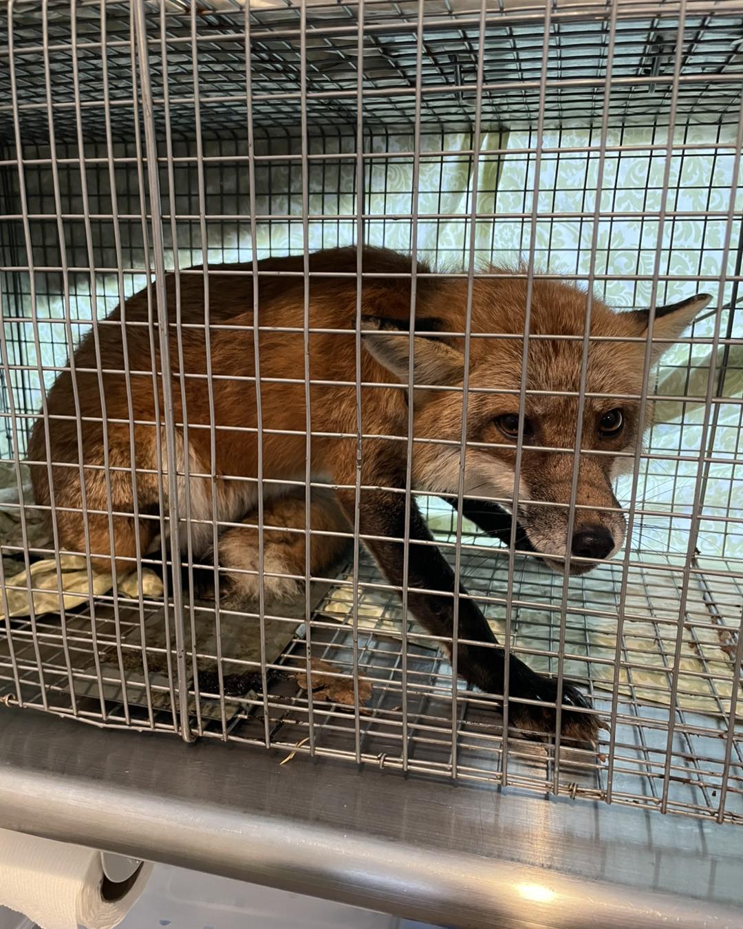 fox in cage