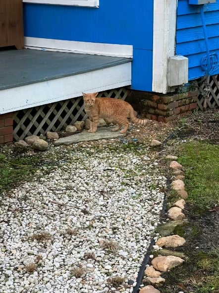 ginger cat in garden