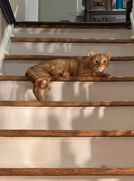 ginger cat laying on stairs