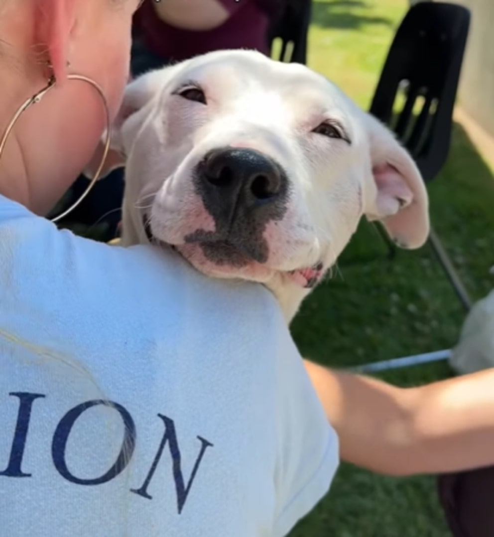 girl hugging a white dog