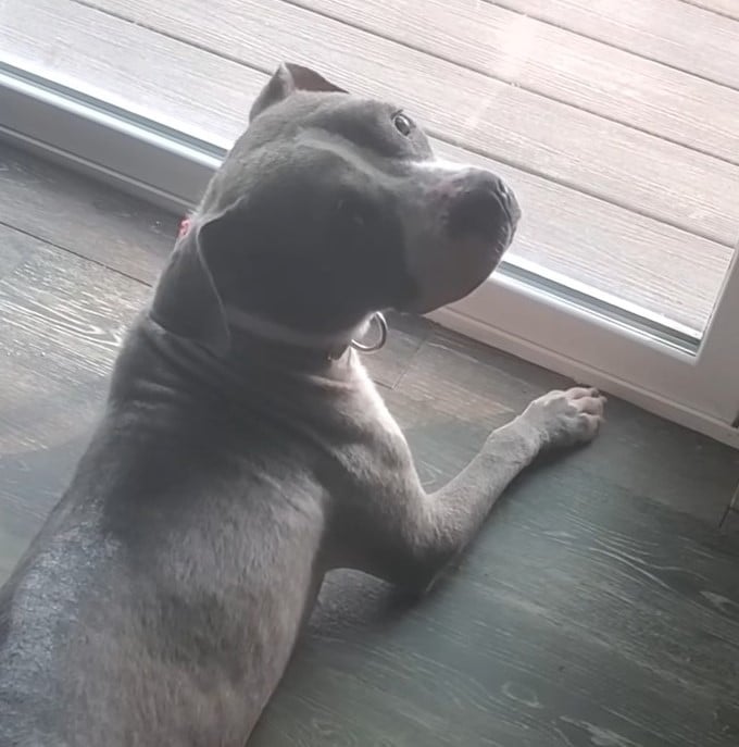 gray dog laying down