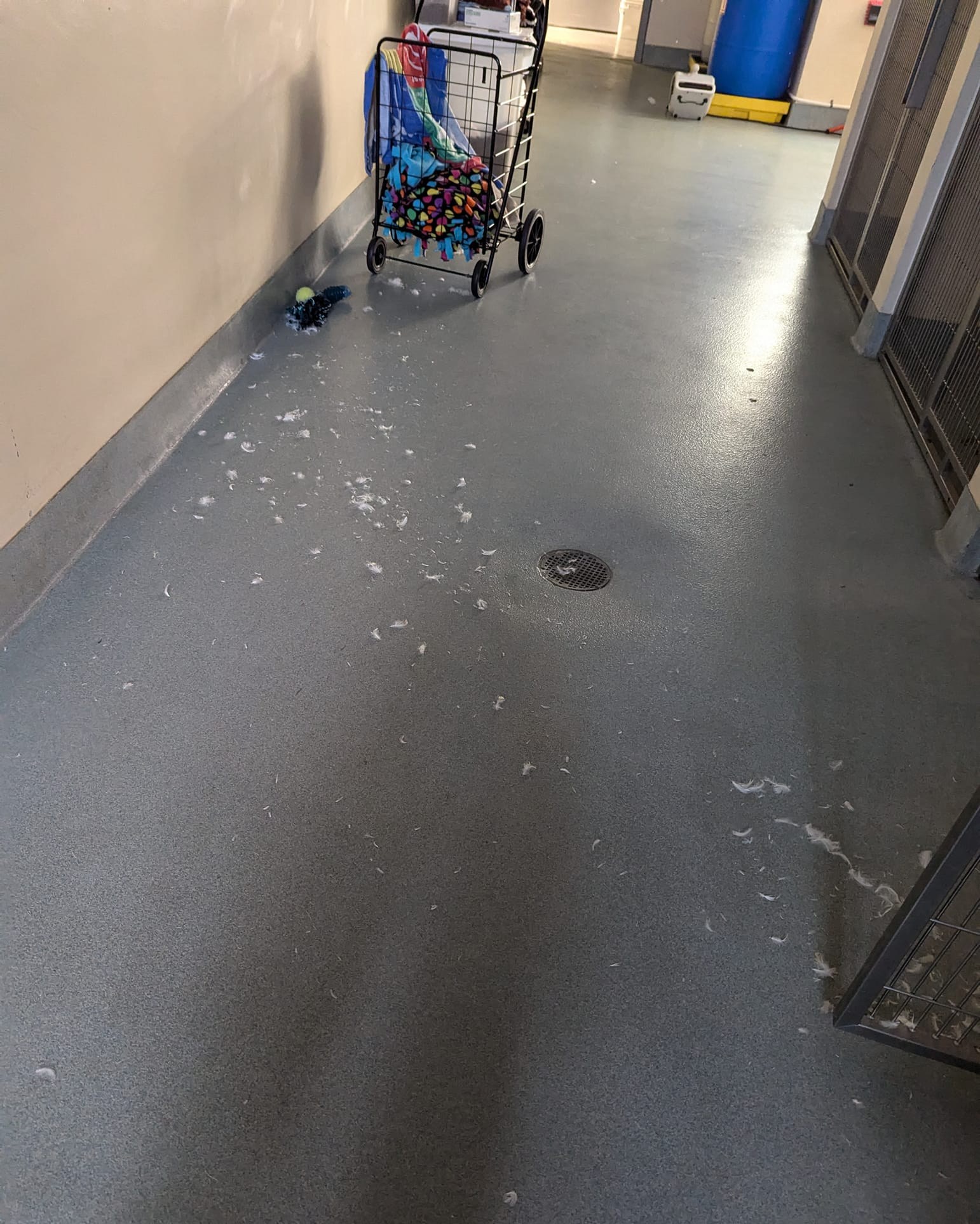 hallway full of feathers