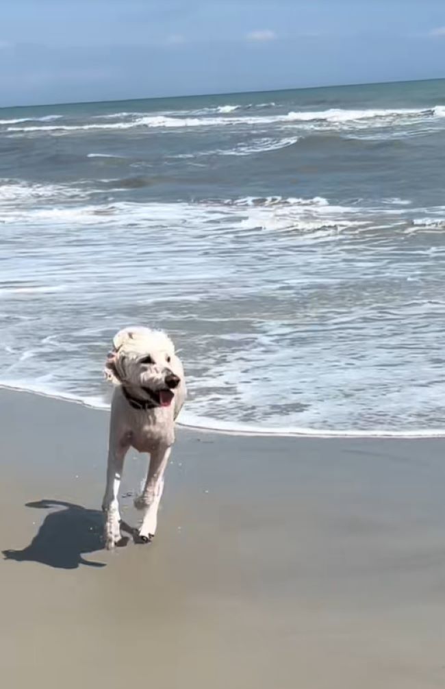 happy dog on beach