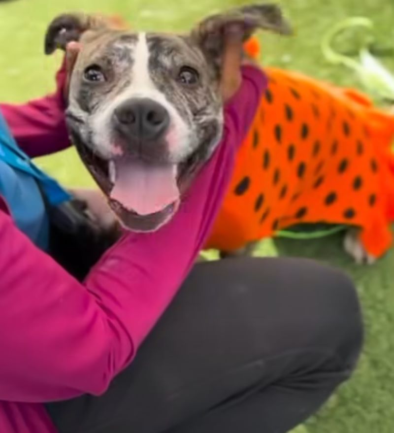 happy dog with clothes on