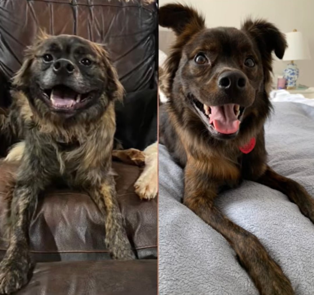 happy dog ​​before and after