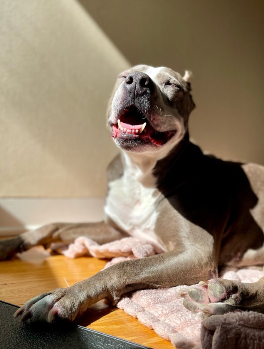 happy pit bull sitting