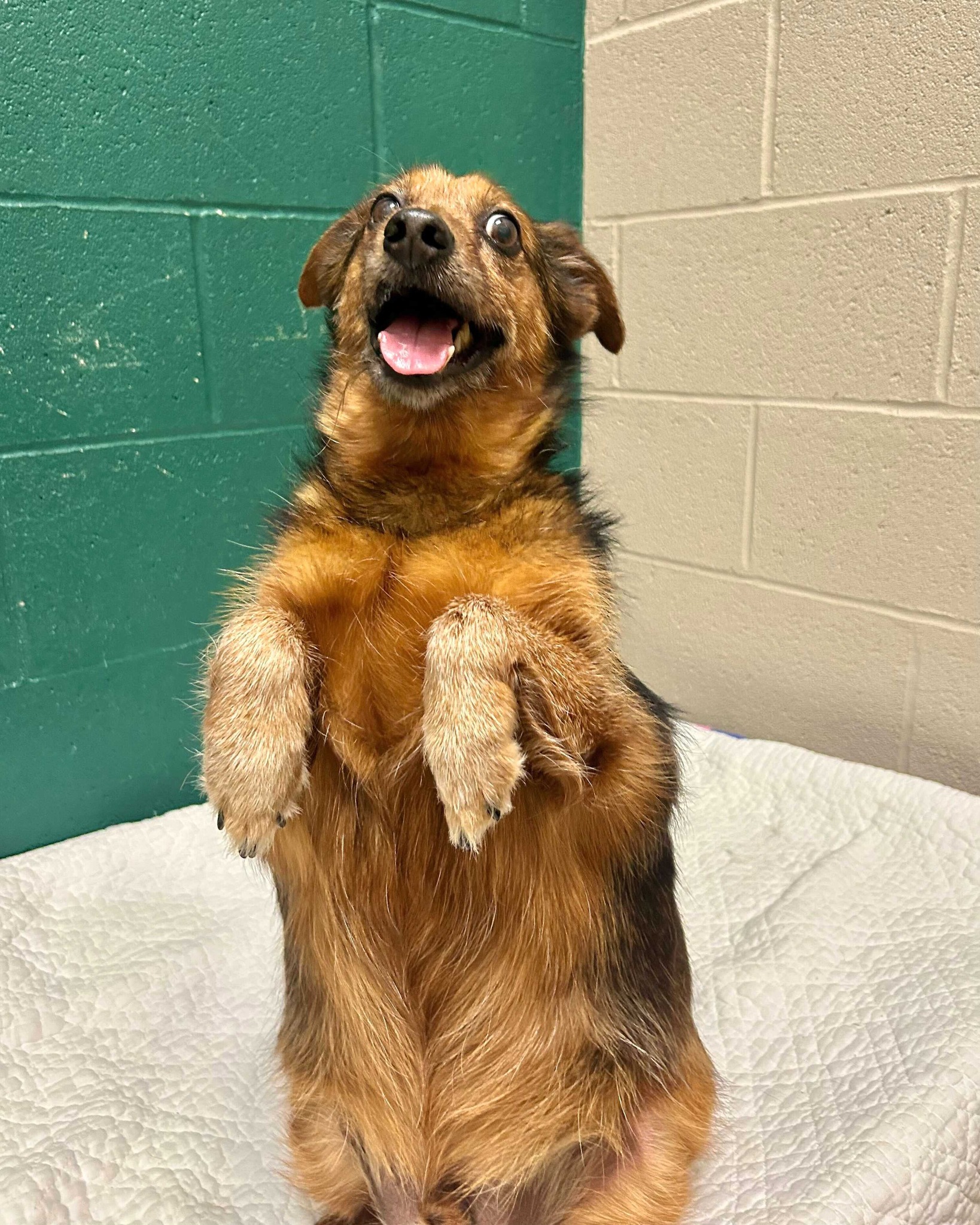 happy shelter dog