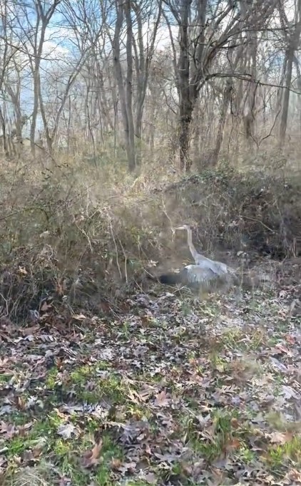 heron tangled in the bushes