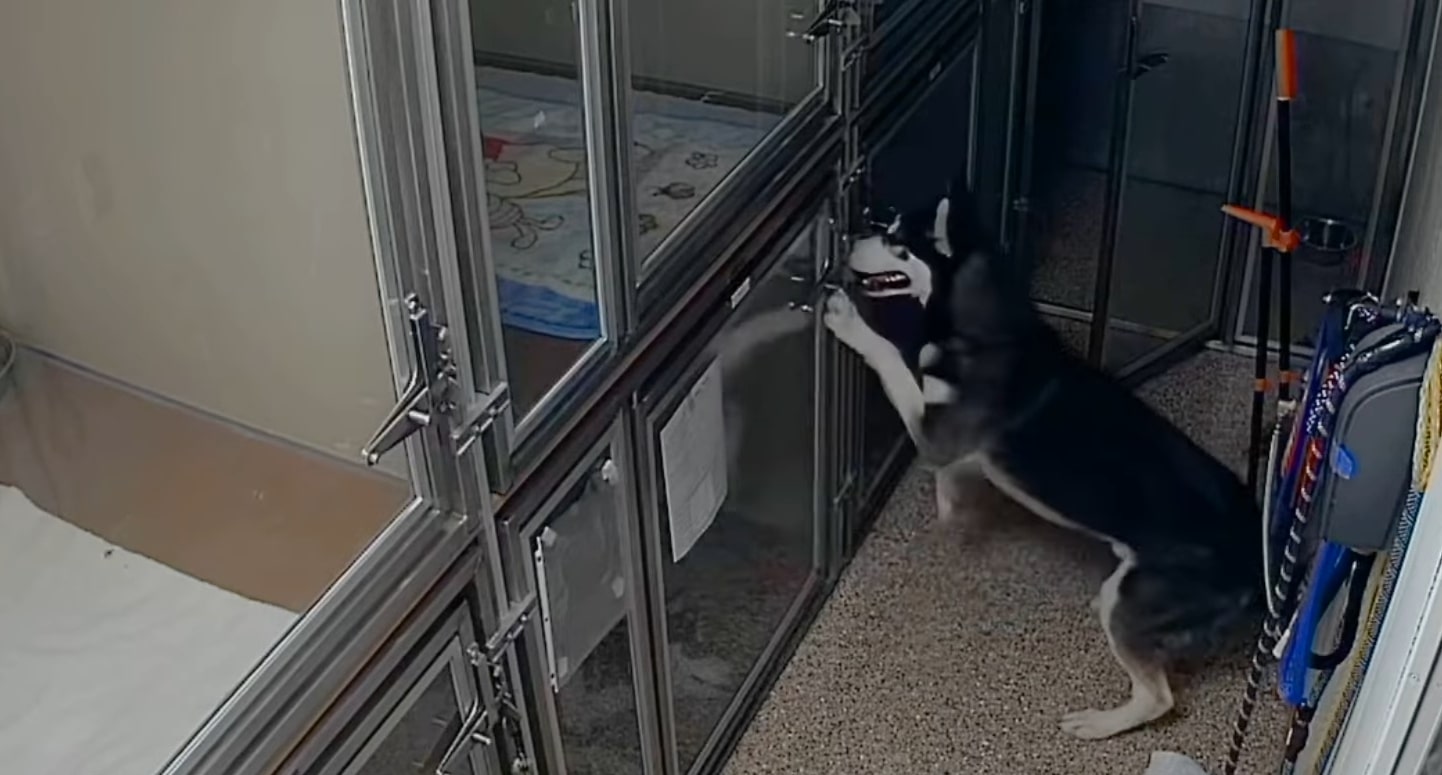 huskies in the shelter