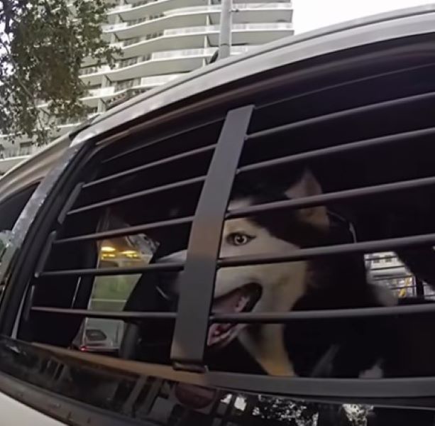 husky in car