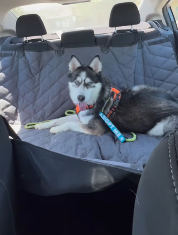 husky laying in car