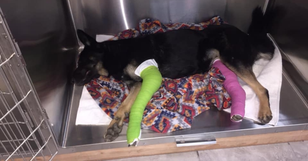 injured dog