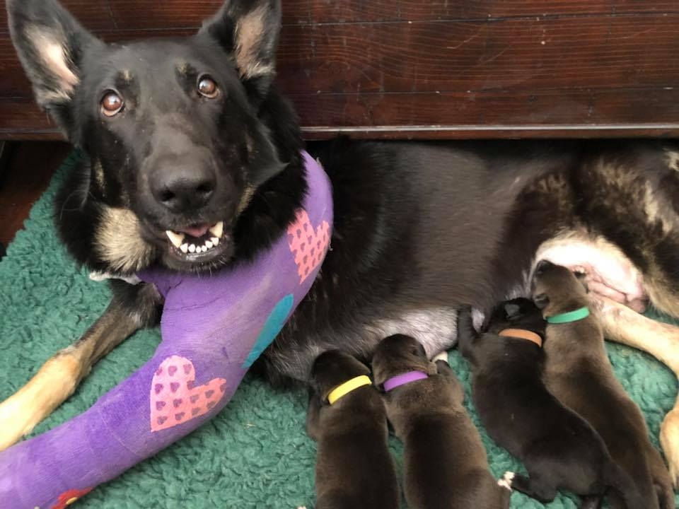 injured mother dog