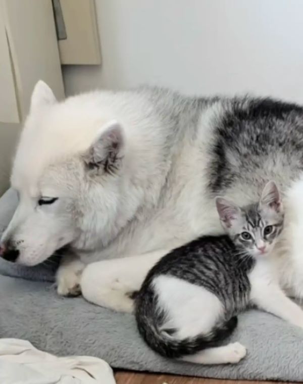 kitten and dog