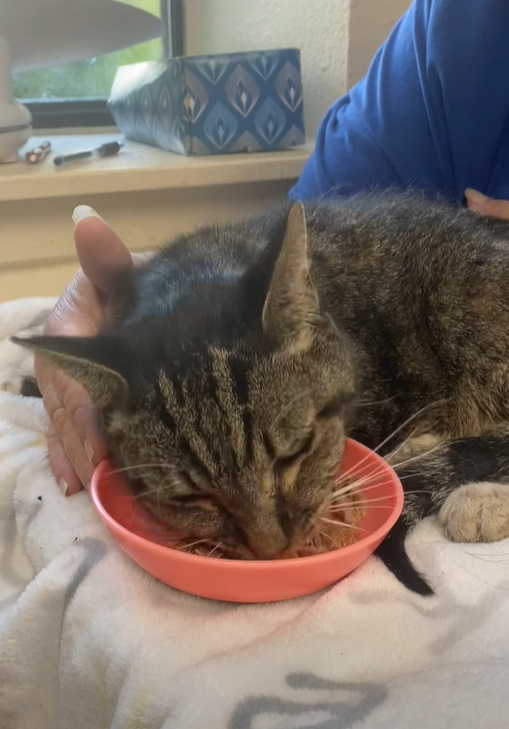 kitten eats from a plastic bowl