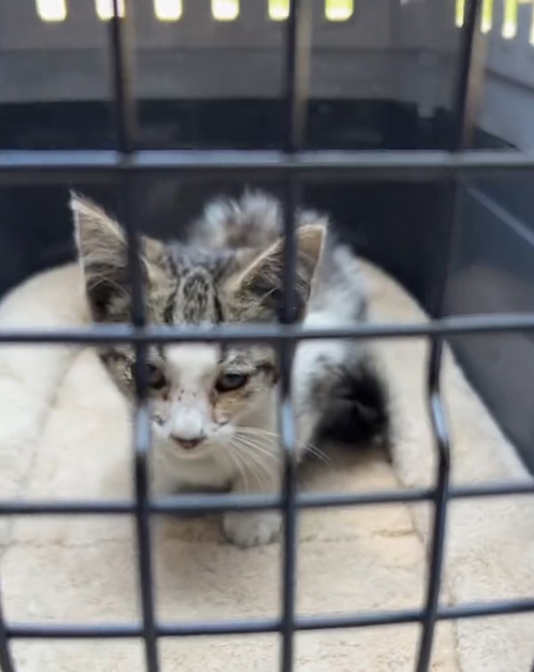 kitten in crate