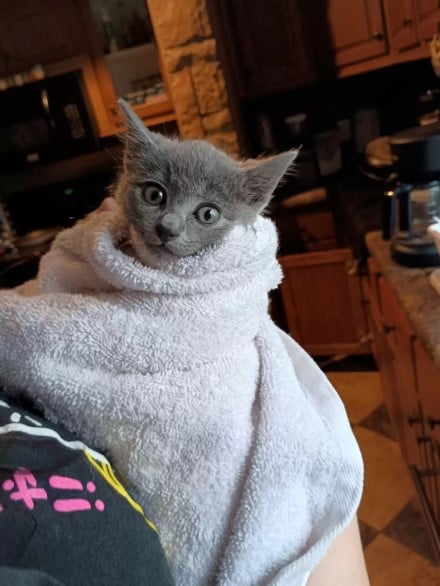 kitten wrapped in blanket