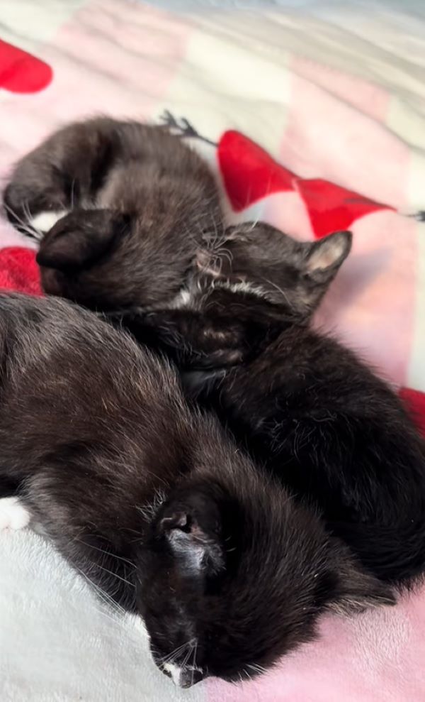 kittens huddled together