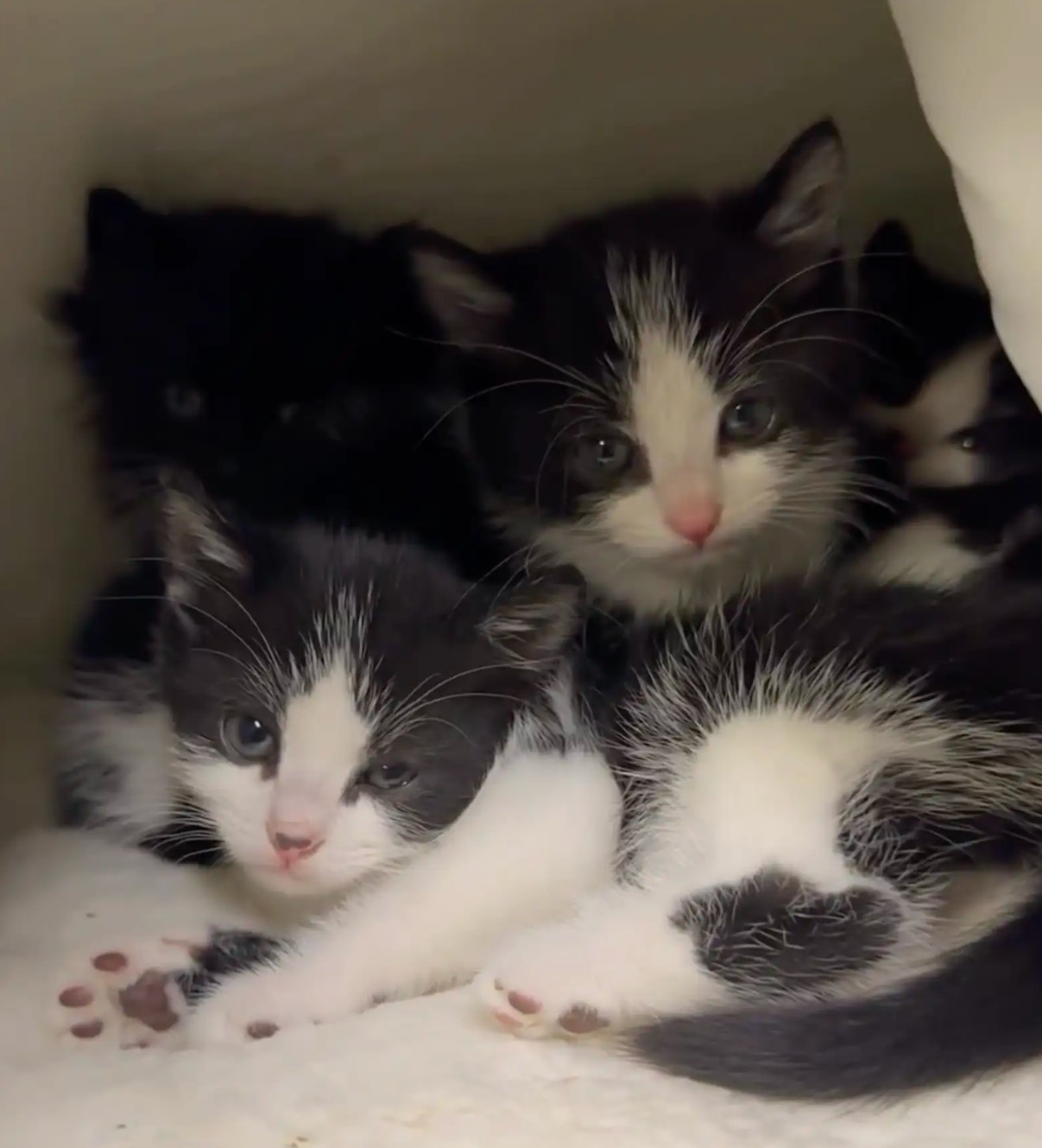 kittens in a cardboard box