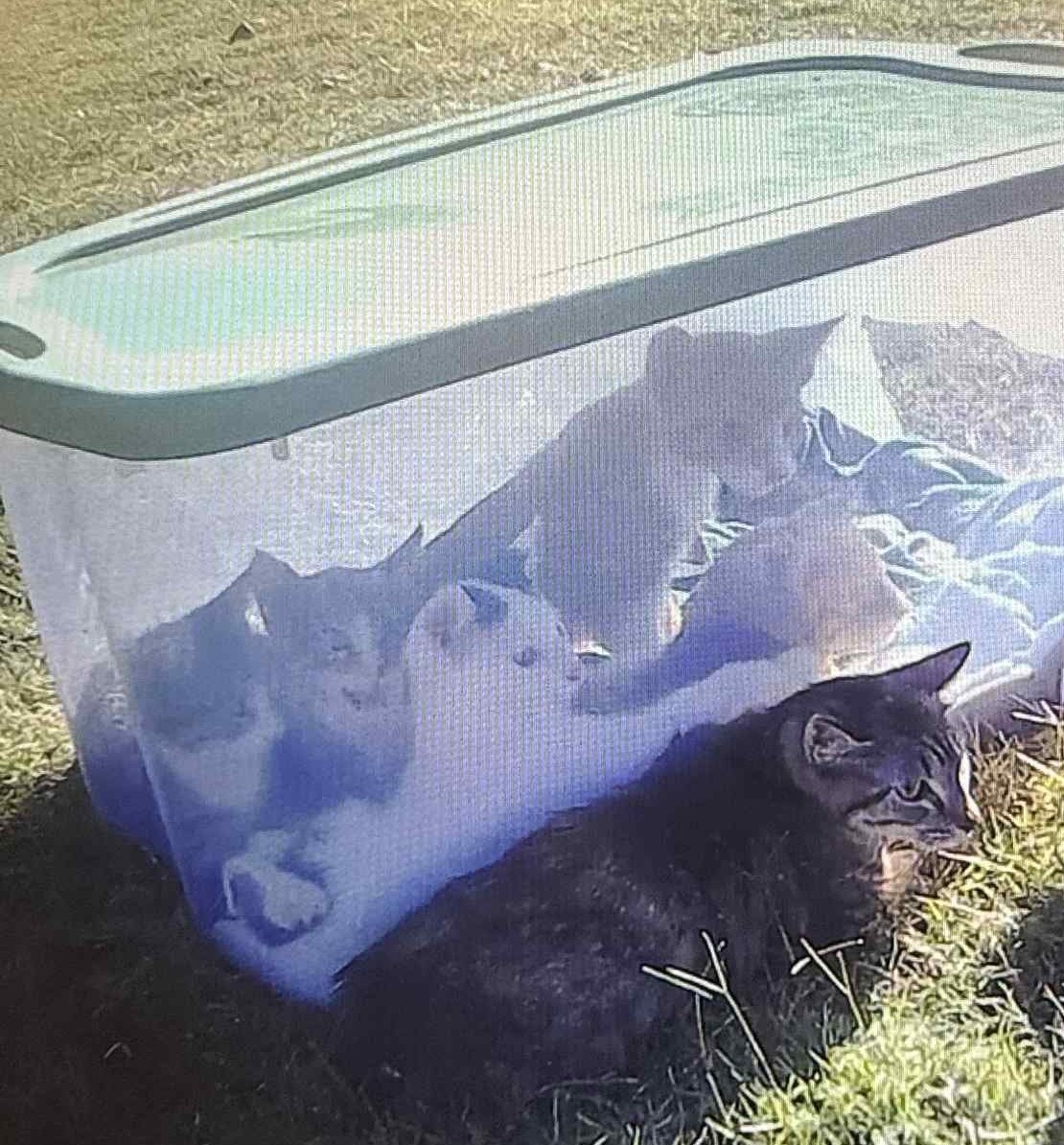 kittens trapped in box