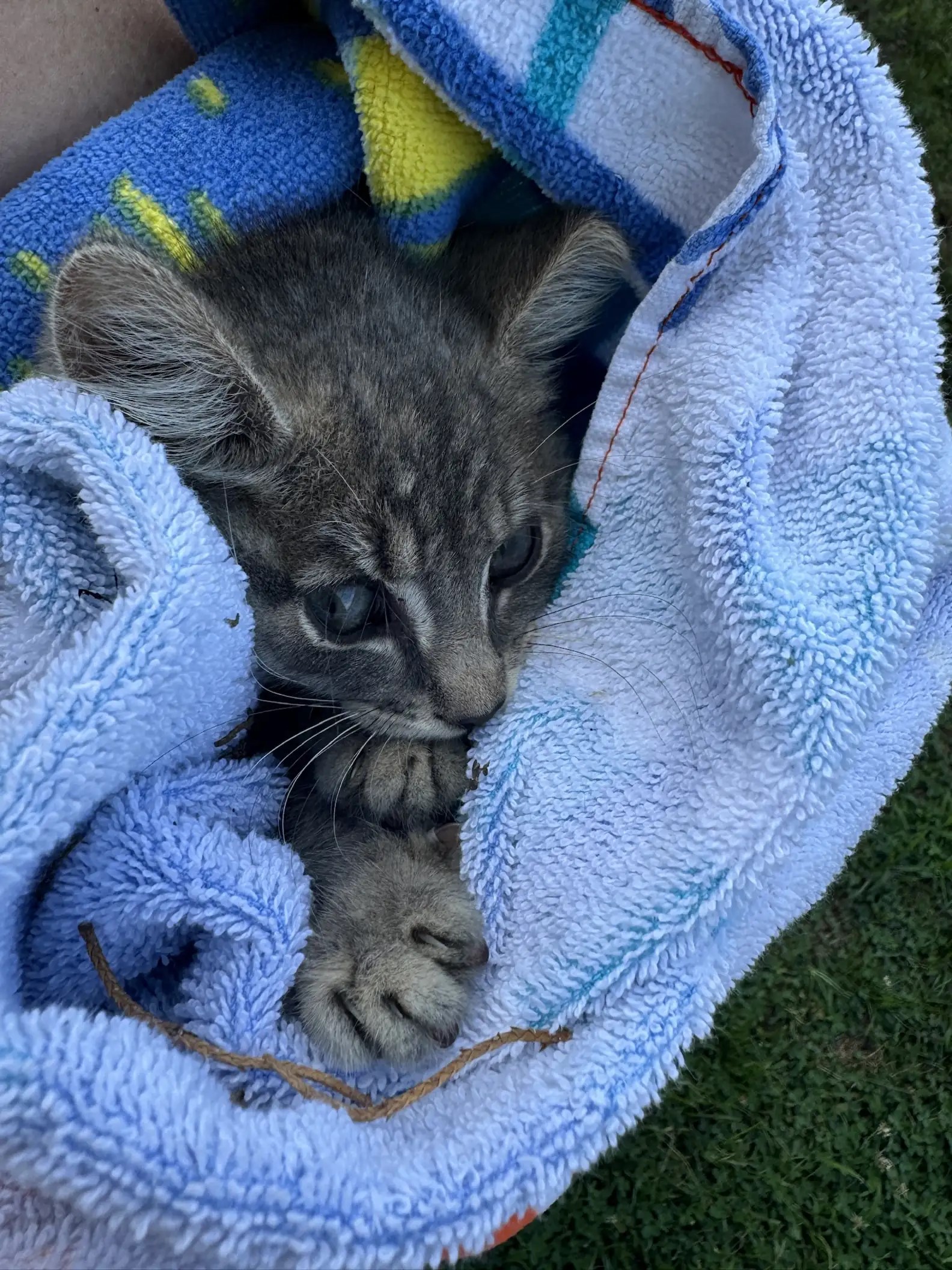 little kitten wrapped in a towel
