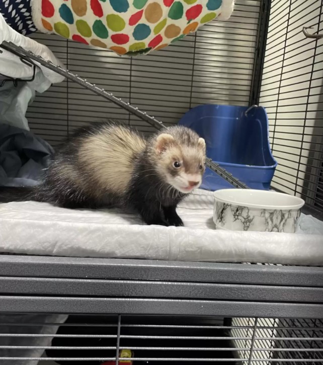 little rescued ferret