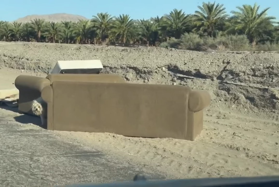 lonely dog near trash