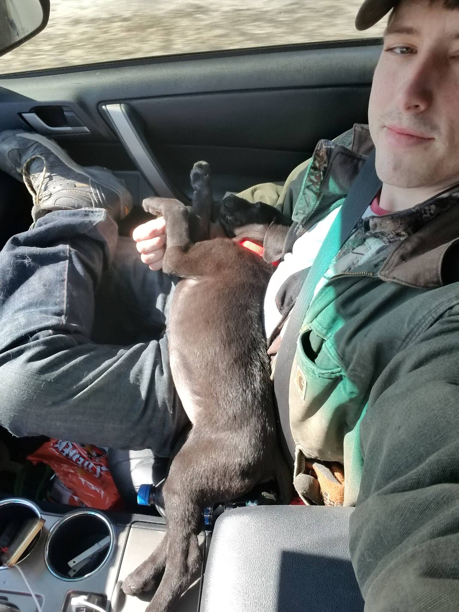 man and deaf dog in car