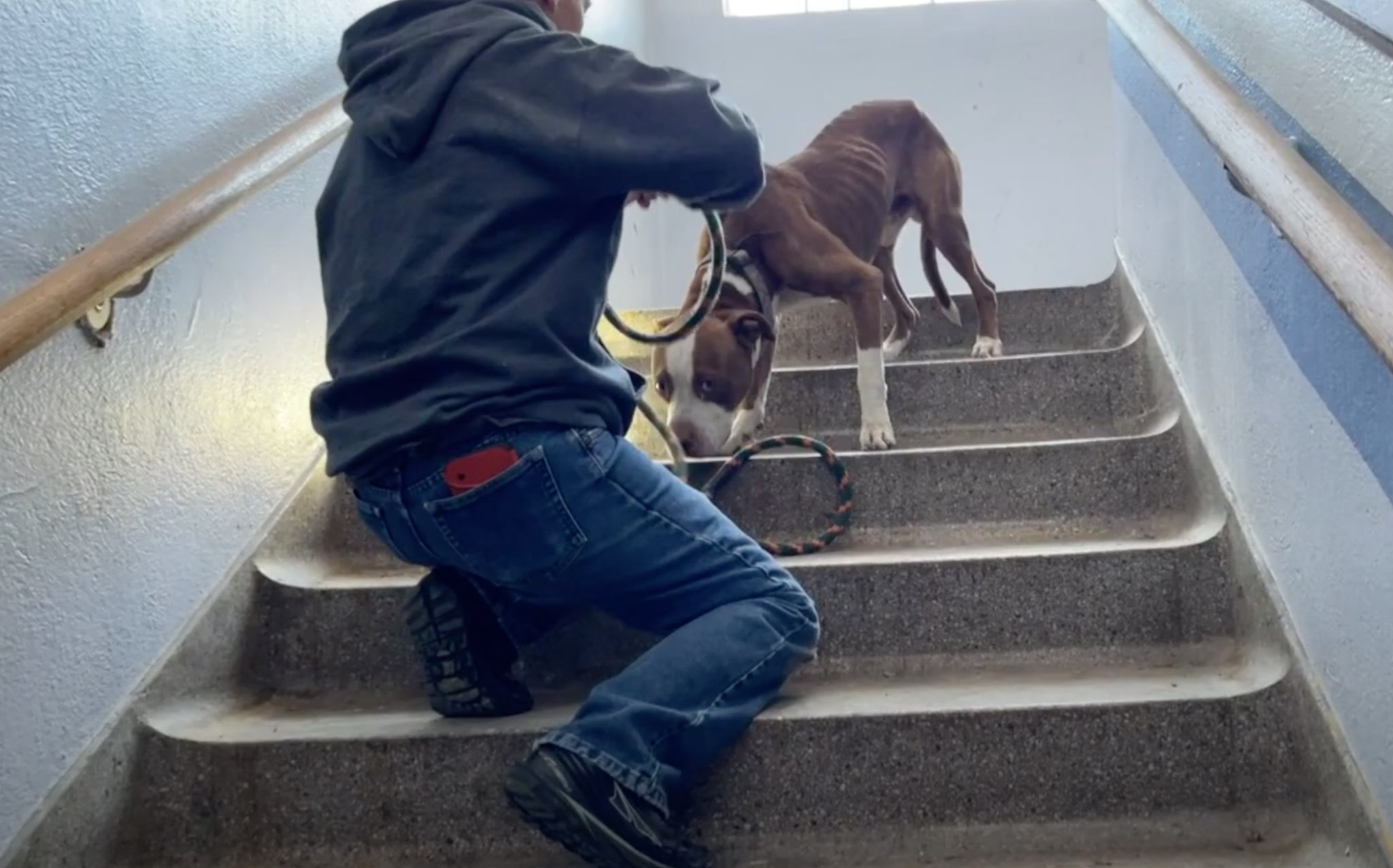 man and dog on stairs