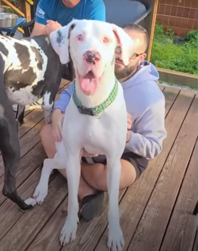 man and white dog one eye