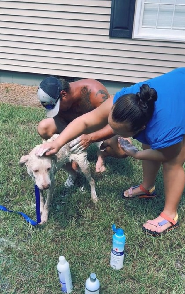 man and woman bathing a dog on the grass