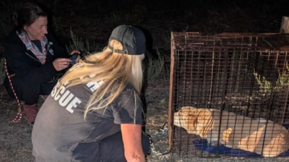 man and woman with dog