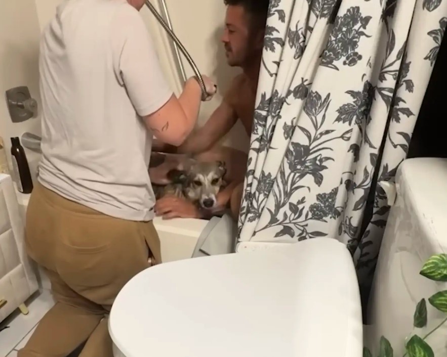 man bathing a dog