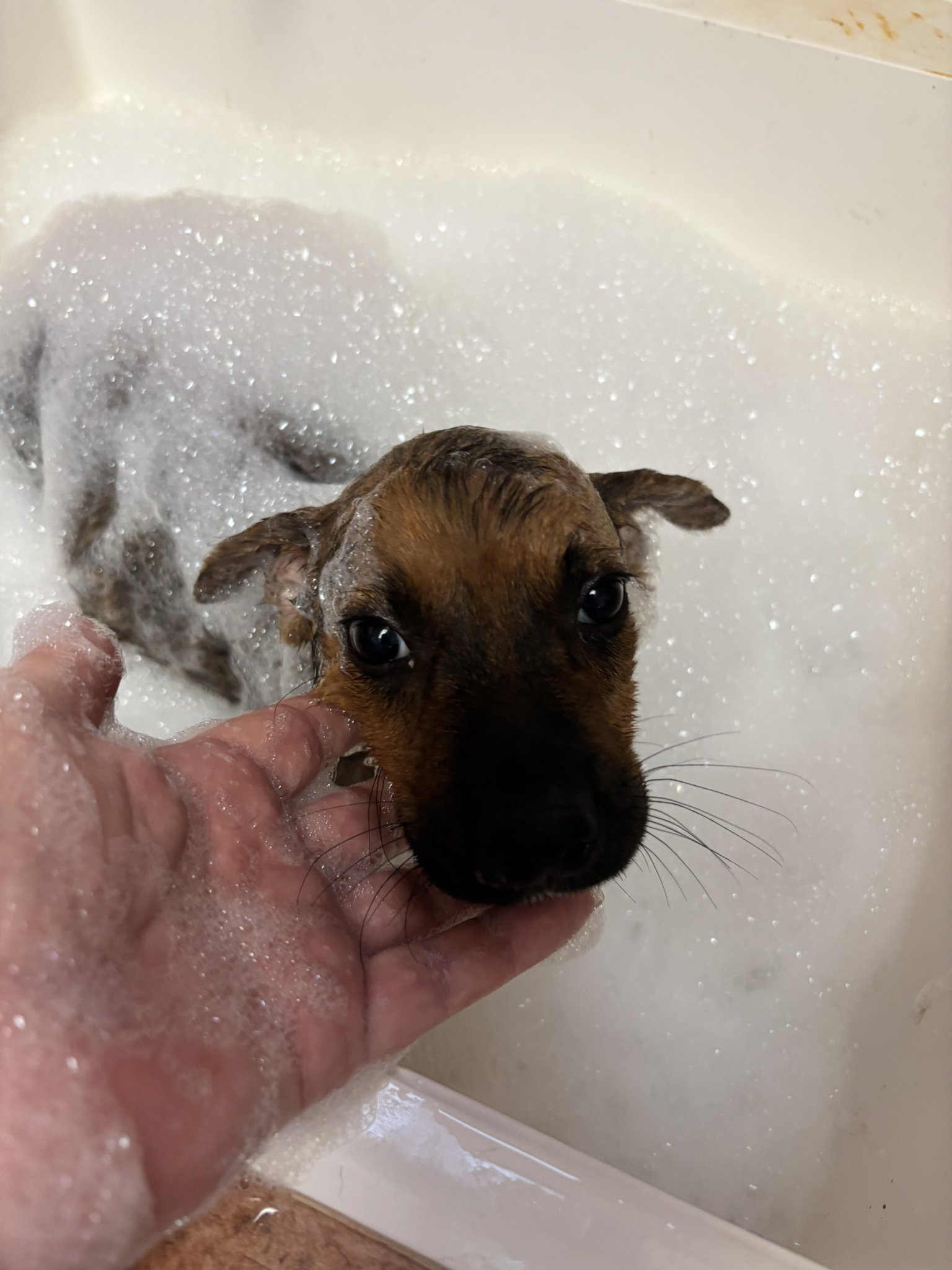 man bathing a puppy